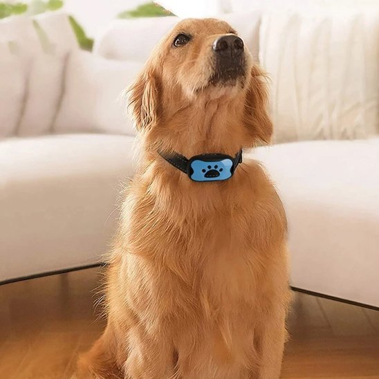Collier de dressage pour Chien | ProTrainer - Vie2chien
