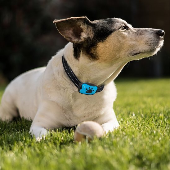 Collier de dressage pour Chien | ProTrainer - Vie2chien