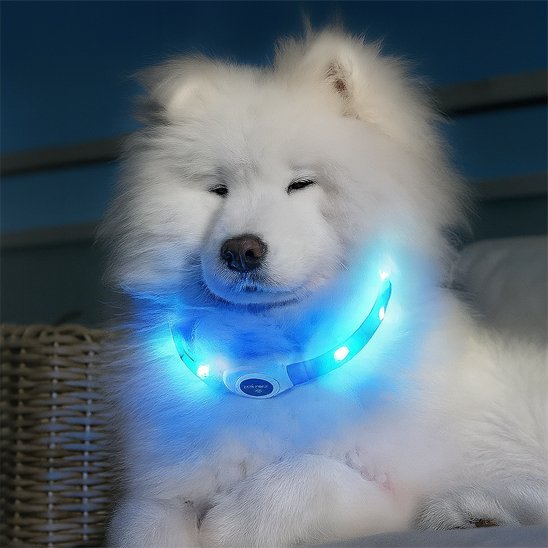 Collier lumineux chien | NightSafe - Vie2chien