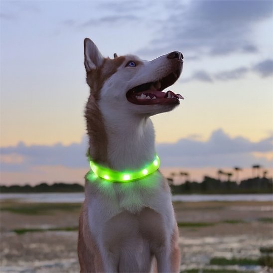 Collier lumineux chien | NightSafe - Vie2chien