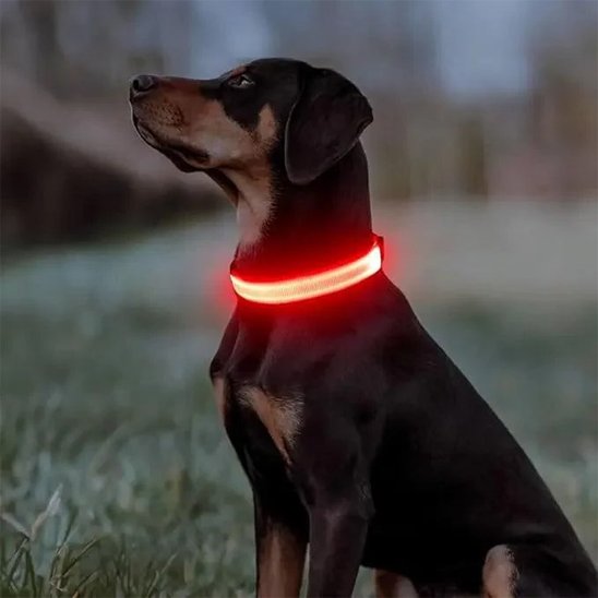 Collier lumineux pour chien | NightSafe - Vie2chien