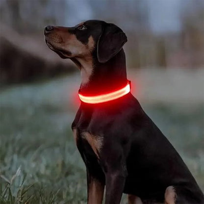 Collier lumineux pour chien | NightSafe - Vie2chien