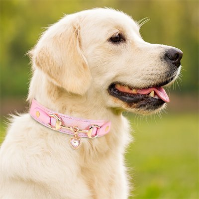 Collier pour Chien | Confort Ajustable - Vie2chien