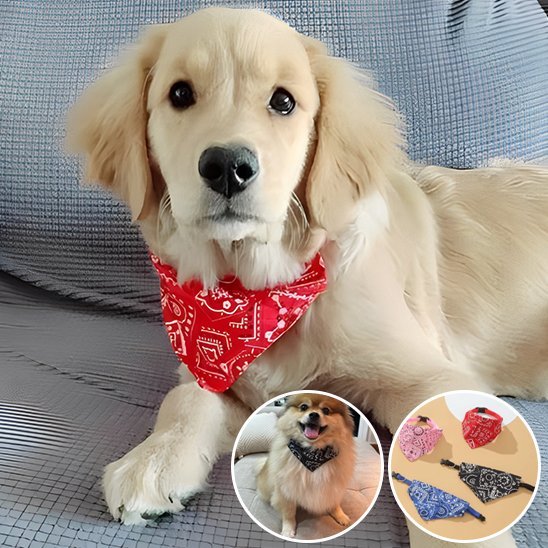 Collier pour chien | Confort Ajustable - Vie2chien