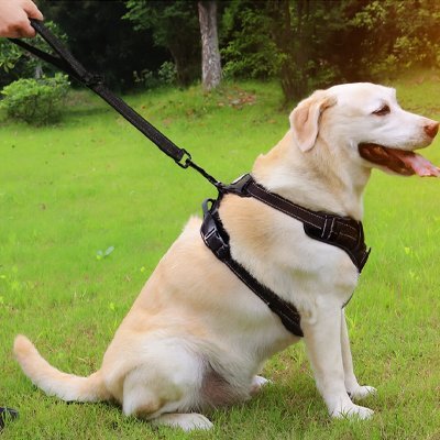 Laisse chien | Robusta - Vie2chien