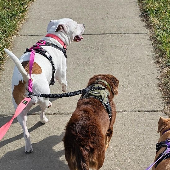 Laisse double pour chien | Pro - Promenade - Vie2chien