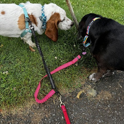 Laisse double pour chien | Pro - Promenade - Vie2chien