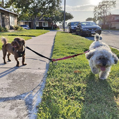Laisse double pour chien | Pro - Promenade - Vie2chien