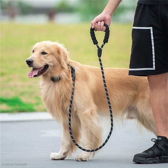 Laisse pour chien | RobustControl - Vie2chien
