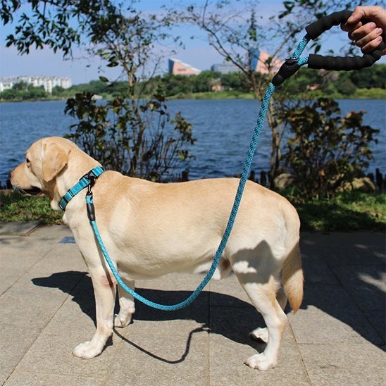 Laisse pour chien | RobustControl - Vie2chien