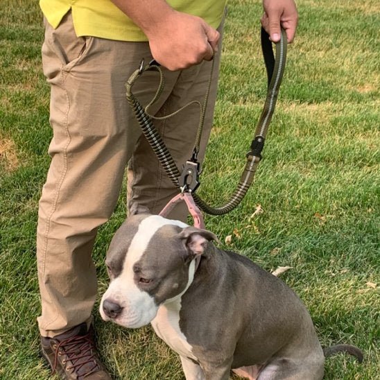 Laisse pour chien | Robuste & Confortable - Vie2chien